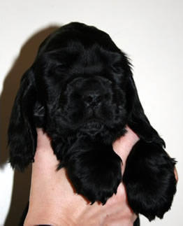 aa
